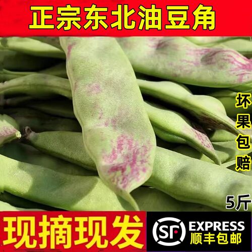 现摘东北特产油豆角一点红新鲜当季蔬菜九月青面豆角扁豆农产品5
