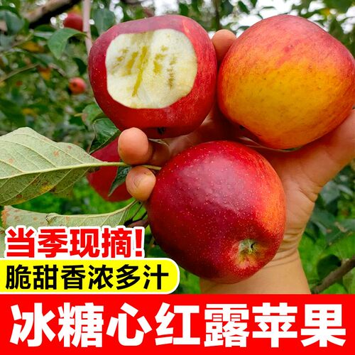 云南昭通红露苹果新鲜现摘