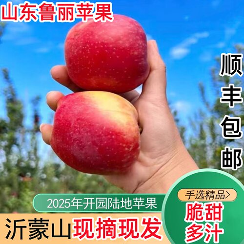 现货山东鲁丽新鲜小苹果现摘现发当季新鲜孕妇水果富士脆甜丑苹果