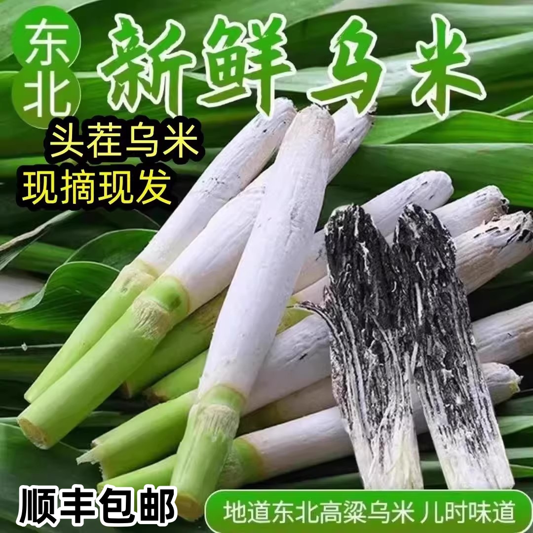 东北特产高粱乌米新鲜现摘