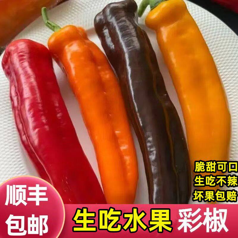 顺丰甜椒现摘长彩椒脆甜多汁不辣新鲜纯咖黑紫色生吃新鲜水果甜椒