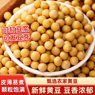 黄豆新货农家自产土黄豆发豆芽打豆浆豆类五谷杂粮无添加豆香浓郁