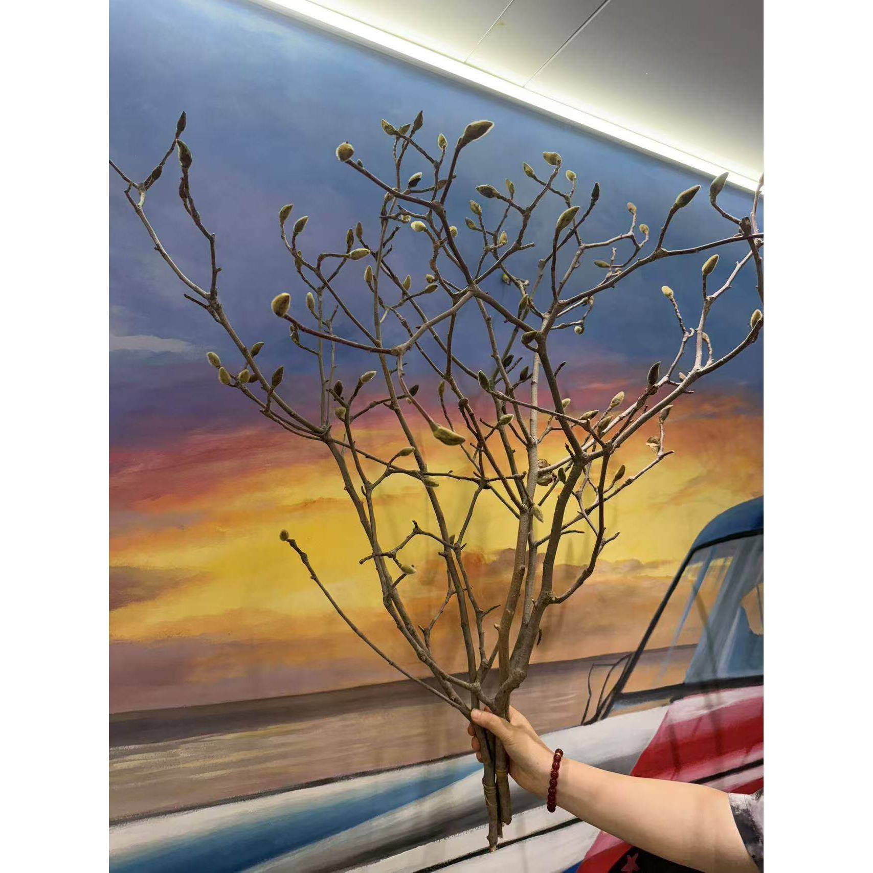 干燥树枝玉兰花真花中式装饰干燥花树枝插花摆设软装橱窗造景酒店