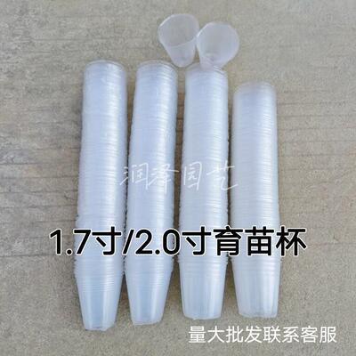 蝴蝶兰小号育苗杯白色透