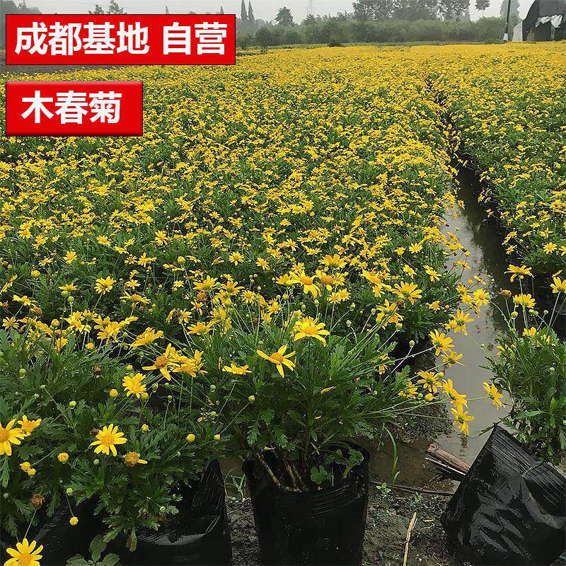 成都基地盆栽黄金菊茼蒿菊木春菊小苗好养金黄色小花野生花卉工程