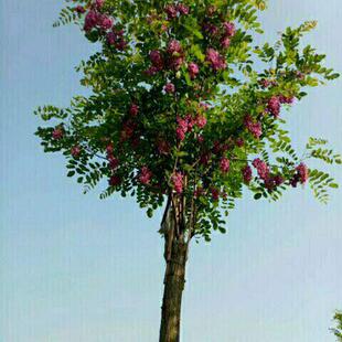 香花槐树嫁接红花刺槐黄槐苗室外庭院园林行道路绿化耐寒好养植物