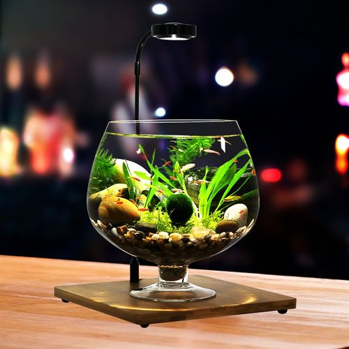 高脚杯生态瓶鱼免换水打理微景观科学用diy作业办公桌面造景鱼缸