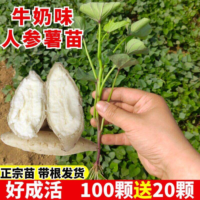 人参薯苗白皮白心板栗番薯苗甜心蜜薯种烟蜜薯苗藤苗秧带根牛奶薯