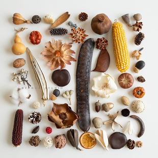 中药果实diy干果干花标本合集手工摆件材料包种子植物果实收藏装