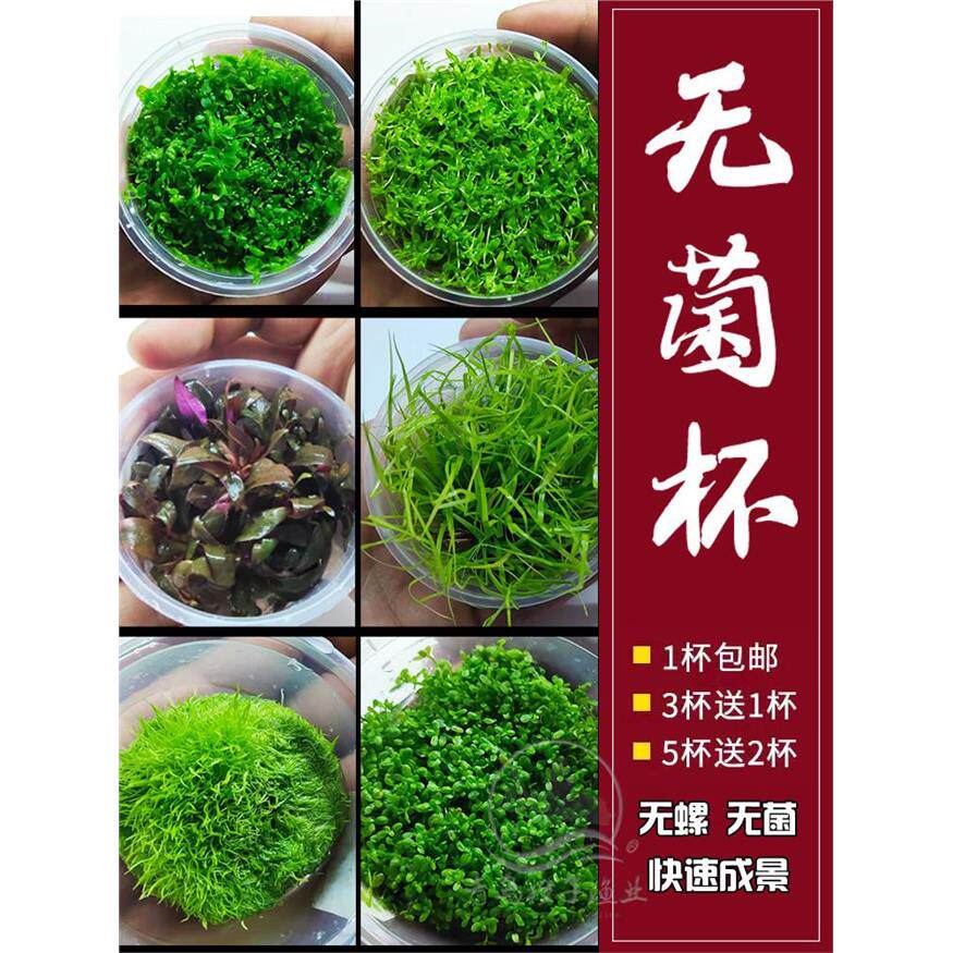 无菌杯水草造景水溶爬迷你矮地珍珠草牛毛挖耳莫斯宫廷鹿角辣椒榕