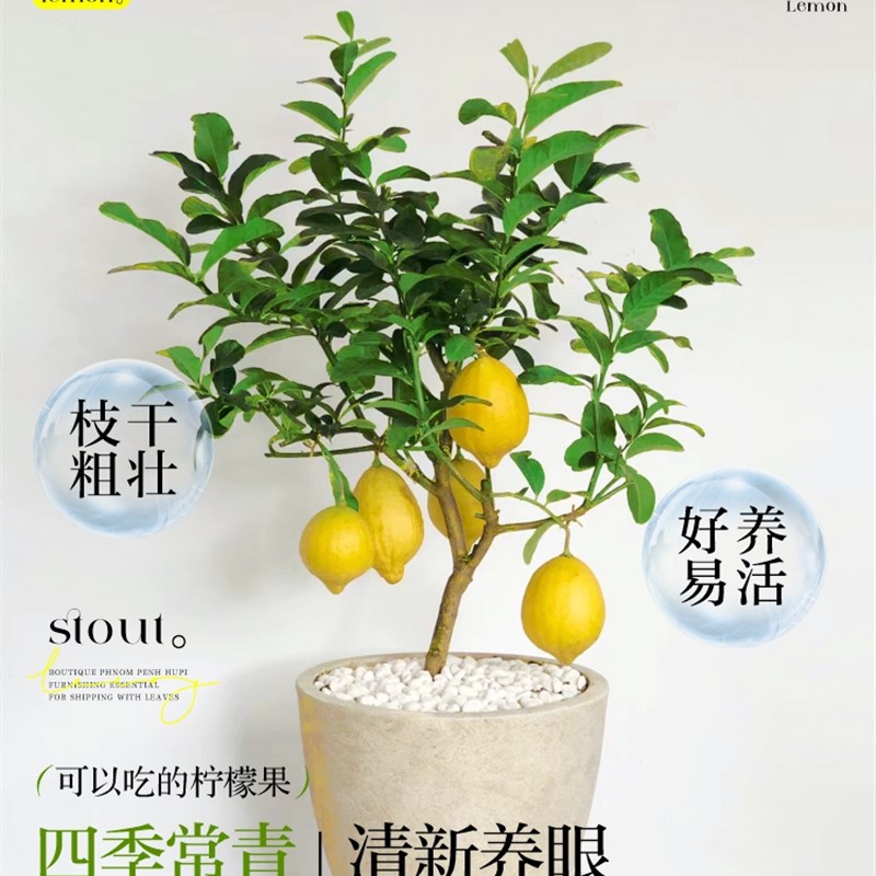 香水柠檬树苗果树盆栽四季带果可食用室内客厅阳台好养花卉绿植物