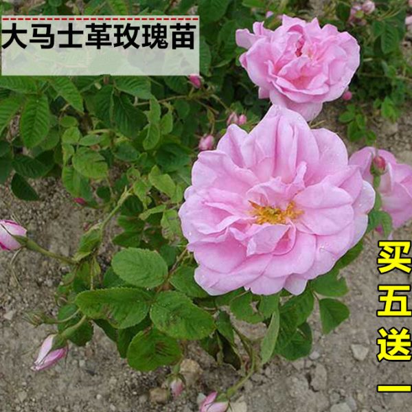 食用玫瑰正宗大马士革粉色玫瑰苗 玫瑰花苗 可做玫瑰茶 灌木庭院