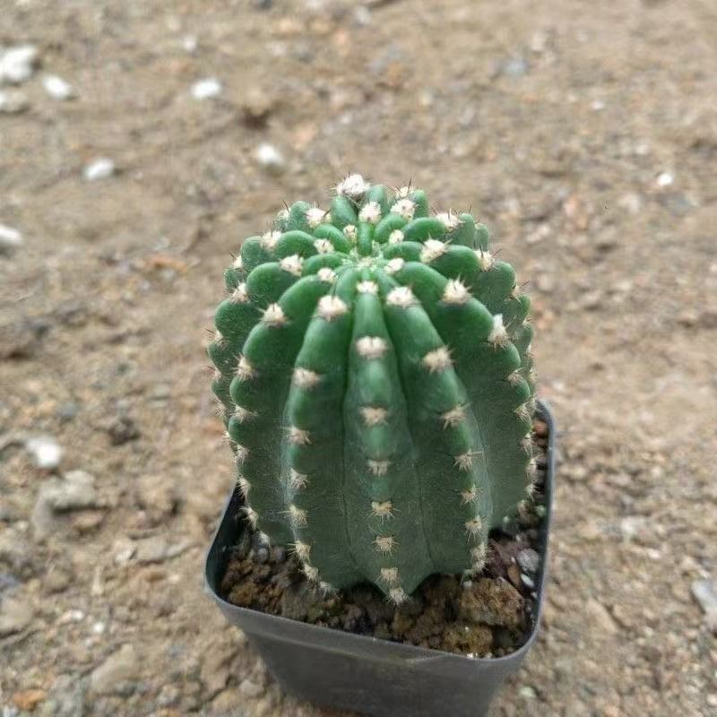 仙人球稀有品种丽花阿尔特娜开 大E花仙人掌带花苞多肉植物室