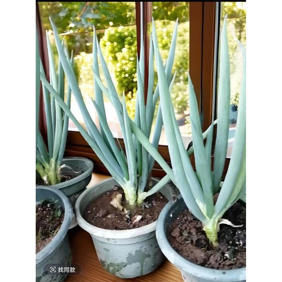 闽南风葱 农家风葱盆栽风葱 漳州风葱 厦门风葱 闽南特色风味美食,鲜花速递/花卉仿真/绿植园艺,花材,淘宝优惠券,粉丝福利购,淘宝优惠卷