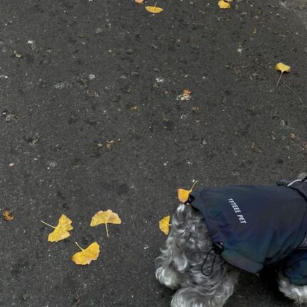 狗狗衣服秋冬款2024新款冬季加厚保暖冲锋衣小型S犬泰迪比熊雪纳