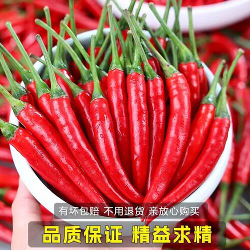 云南德宏现摘新鲜红小米椒