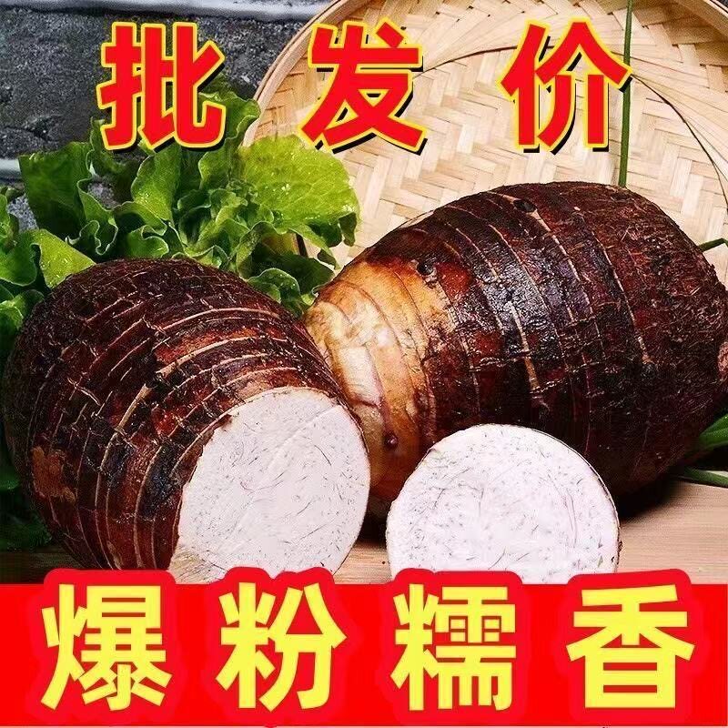 正宗云南人头芋新鲜现挖软糯