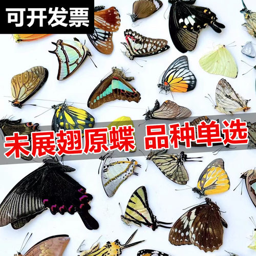 真蝴蝶标本金斑蝶未展翅原蝶杂蝶昆虫标本幼儿园教学摄影diy批发