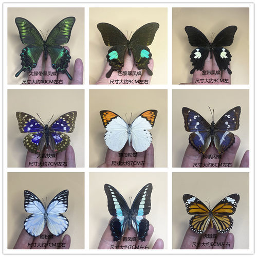 直销真蝴蝶标本展翅 绿带翠凤蝶 昆虫甲虫幼儿园教学科普展品