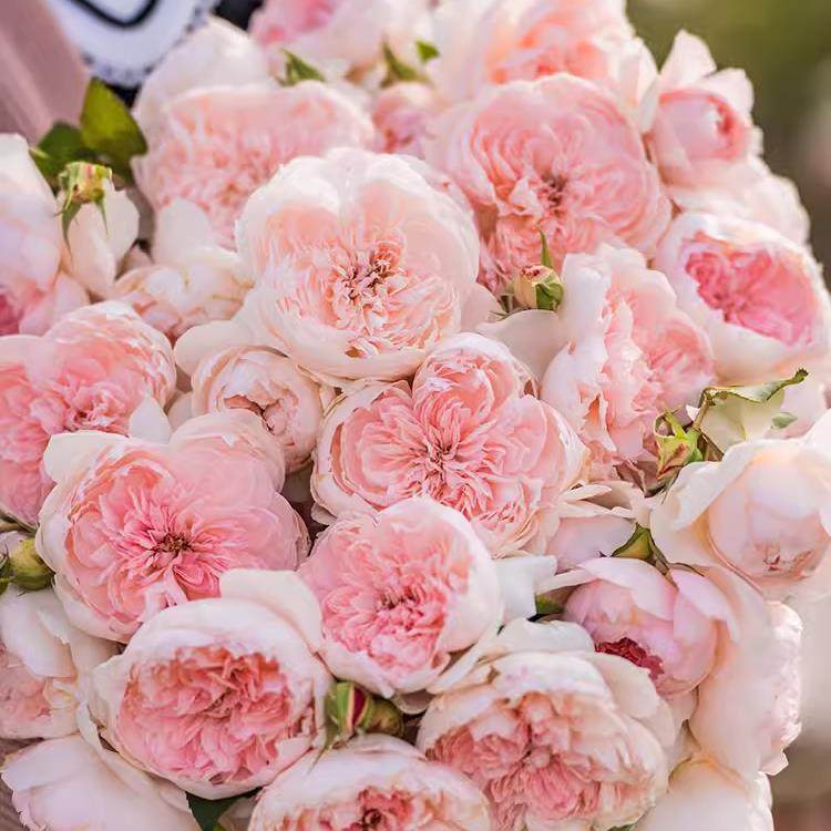 家书月季花苗四季鲜花盆栽中苗阳台花卉绿植开花粉色大花灌木玫瑰,鲜花速递/花卉仿真/绿植园艺,月季/蔷薇/玫瑰,淘宝优惠券,粉丝福利购,淘宝优惠卷