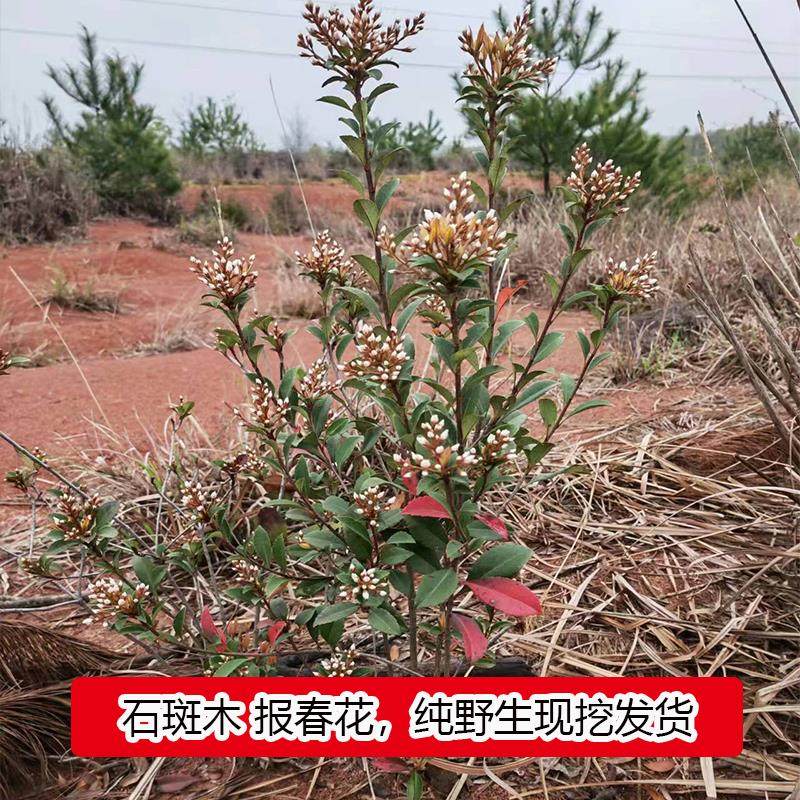农村深山野外石斑木报春花车轮梅雷公树白杏花常绿盆栽盆景庭院美,鲜花速递/花卉仿真/绿植园艺,绣球/木绣球/木本植物,淘宝优惠券,粉丝福利购,淘宝优惠卷