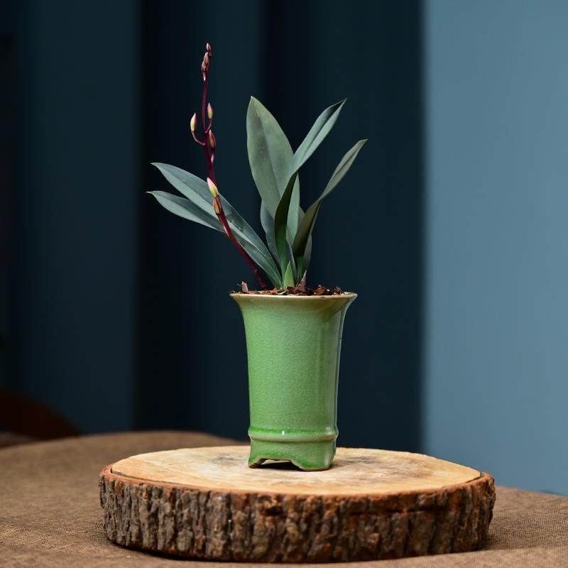 带花苞兔耳兰哥窑盆栽好四季建兰花卉绿植物兰花苗名贵精品客厅,鲜花速递/花卉仿真/绿植园艺,国兰/杂交兰/洋兰类,淘宝优惠券,粉丝福利购,淘宝优惠卷