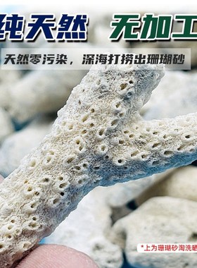 鱼池大块珊瑚骨滤材鱼缸纯天然过滤材H料珊瑚石珊瑚砂海鲜缸沙网