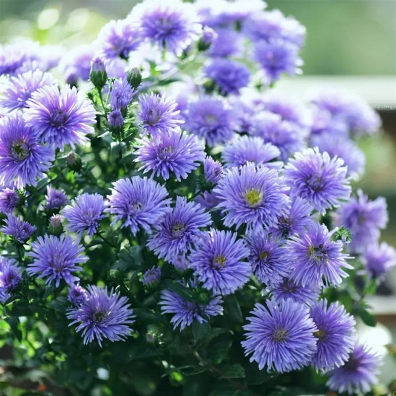 翠菊紫菀荷兰菊小卡罗花苗伊娃姬小菊矮生重瓣盆栽糖果甜心花菊花