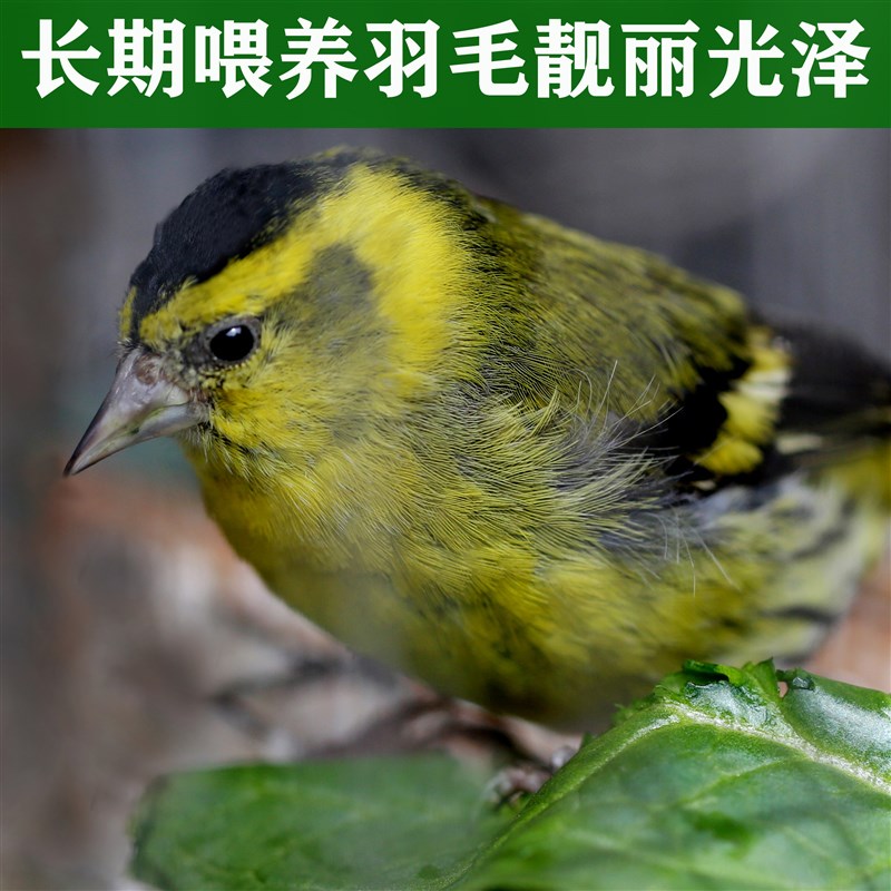 金丝雀鸟食麻料黄雀鸟粮玉鸟芙蓉鸟饲料黄雀金翅雀苏雀营养混合粮