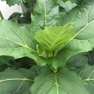 串叶松香草种籽四季多年生耐寒高产牧草种子猪牛羊鹅畜禽牧草种子