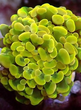 榔头珊瑚荧光绿色双色玫瑰金分枝金色猪腰提子榔头V海水缸软体珊