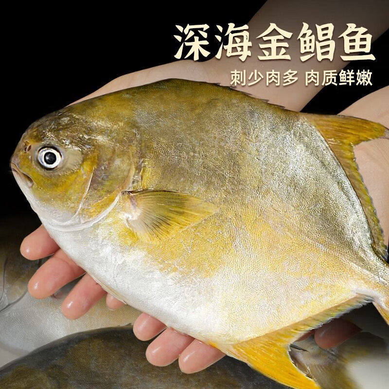 深海捕捞金鲳鱼新鲜冷冻