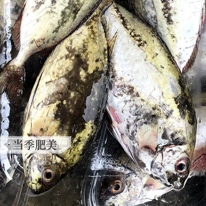 湛江天然深海捕捞新鲜泥猛鱼秋叶鱼海鲜水产冷冻娘艾鱼挨篮子斑鱼