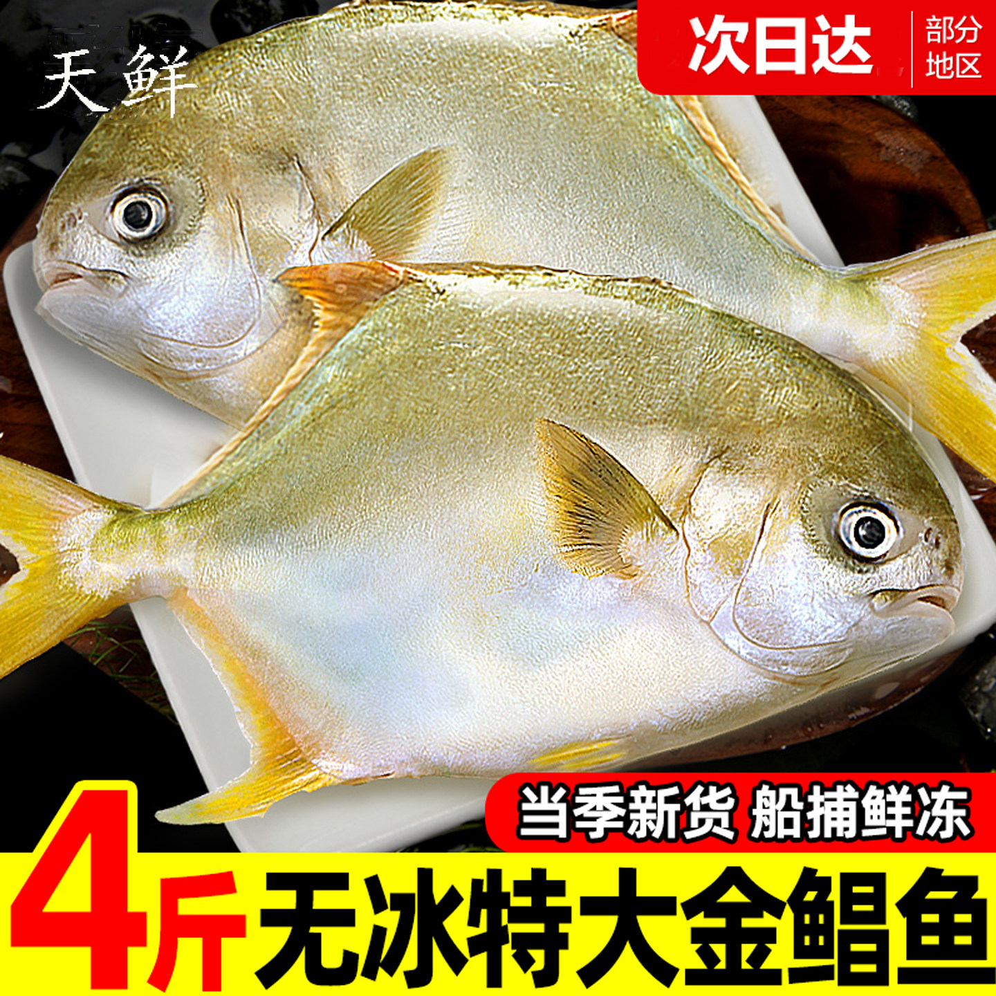 粤西海湛江深海捕捞大金鲳鱼