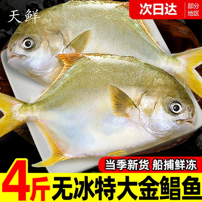 粤西海湛江深海捕捞大金鲳鱼