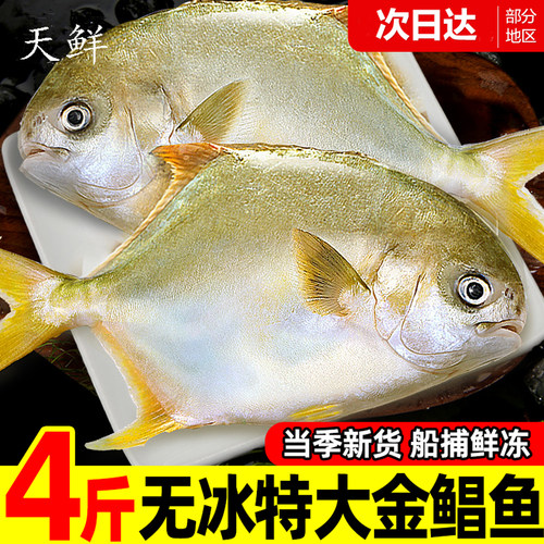 粤西海湛江深海捕捞大金鲳鱼