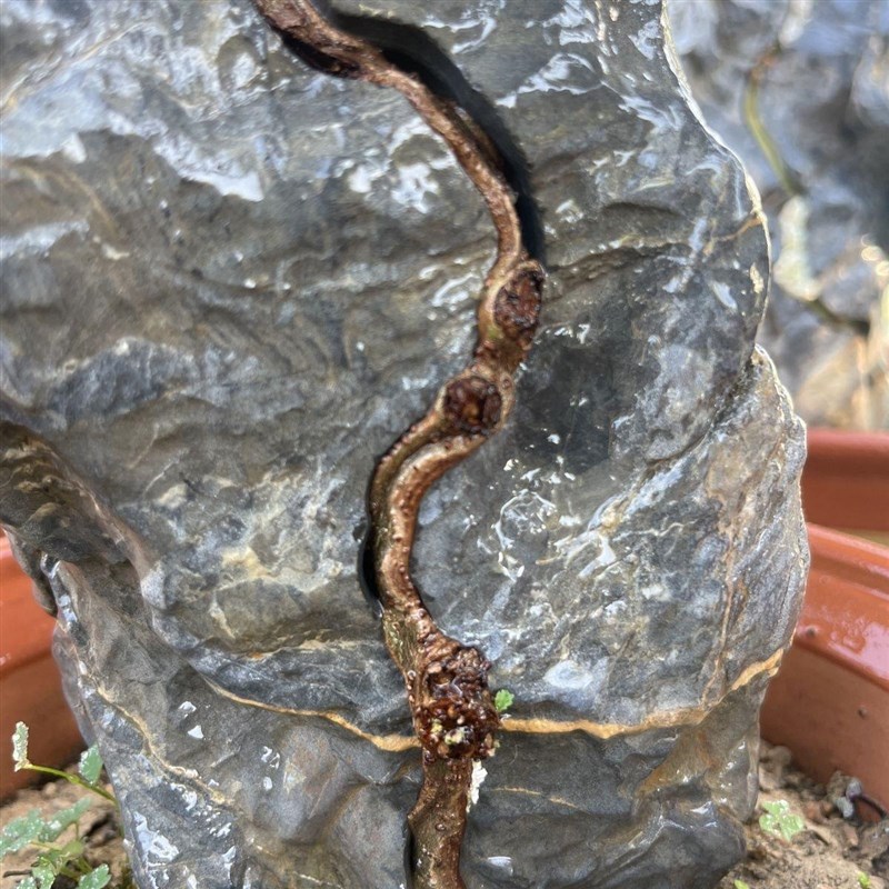 正宗青皮灵芝榆树苗附石树苗附石小苗植物盆景杯苗绿皮小叶榔榆苗