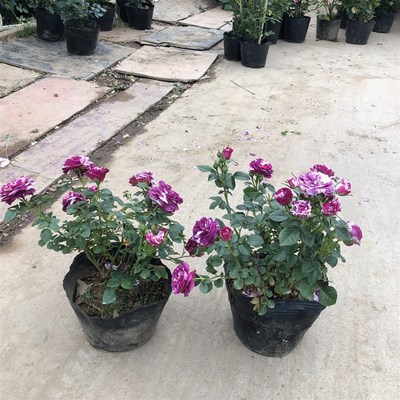 芬芳宝石浓香灌木月季花苗盆栽花卉绿植开花易活好养玫瑰花苗阳台