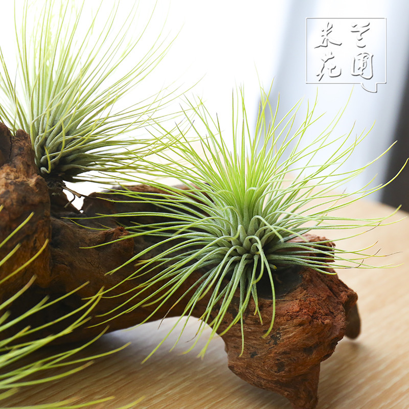 办公室内四季花卉空气凤梨无土植物宝石观叶植物绿植盆栽