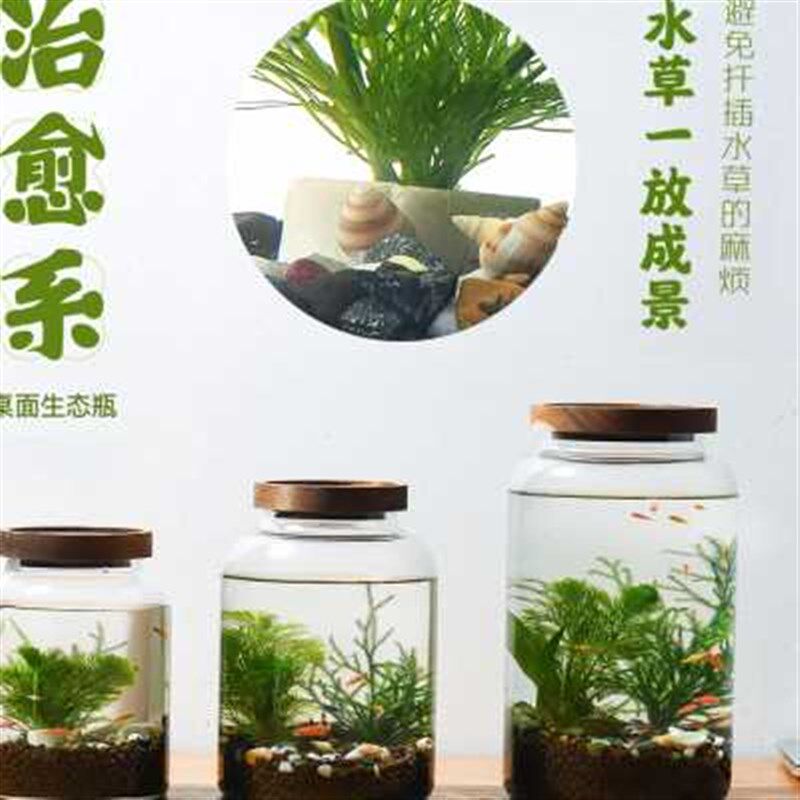 生态瓶水草小鱼缸玻璃办公桌面微景观生日情侣礼物DIY作业免换水
