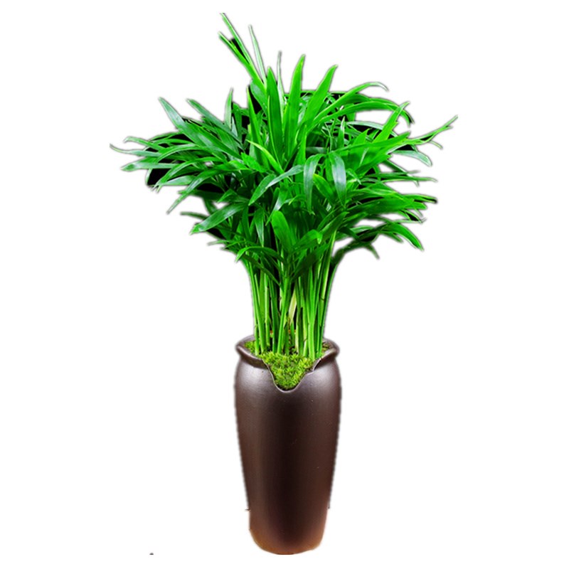 袖珍椰子盆栽办公室内好养植物客厅茶几禅意盆景四季常青桌面绿植