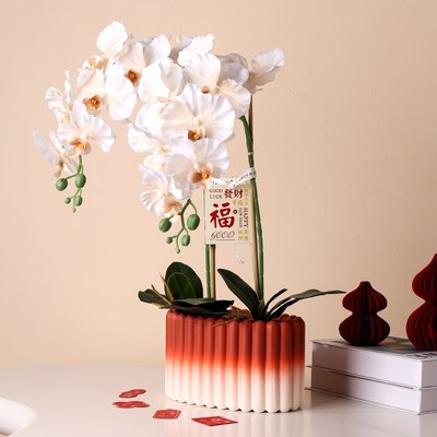 长圆形单株蝴蝶兰花盆陶瓷新年年宵北欧简约绿萝办公室有孔