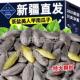 2025新货茶盐美人甲南瓜子长粒疆熟黑美人椒盐焗原味带壳瓜子零食