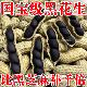 2026新货云南特产富硒黑花生带壳黑花生紫衣花生黑衣新货营养丰富