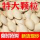 农科院新货南瓜子大粒特大500g盐焗炒货瓜子原味南瓜籽官方旗舰店