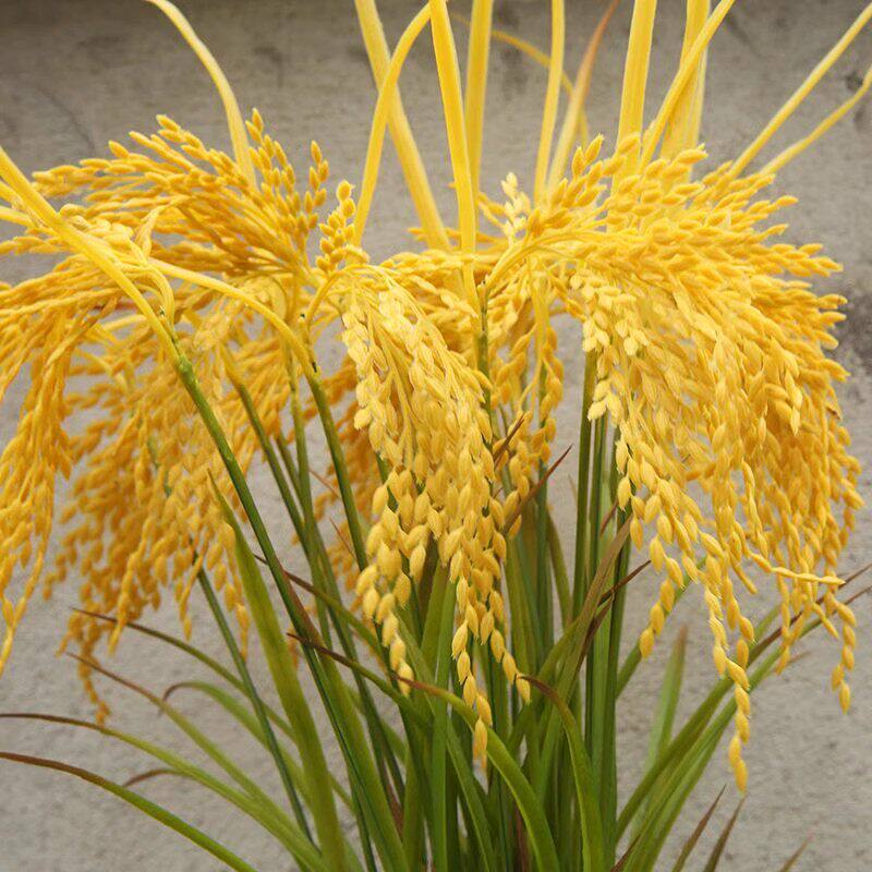 天然水稻稻穗稻谷干花装