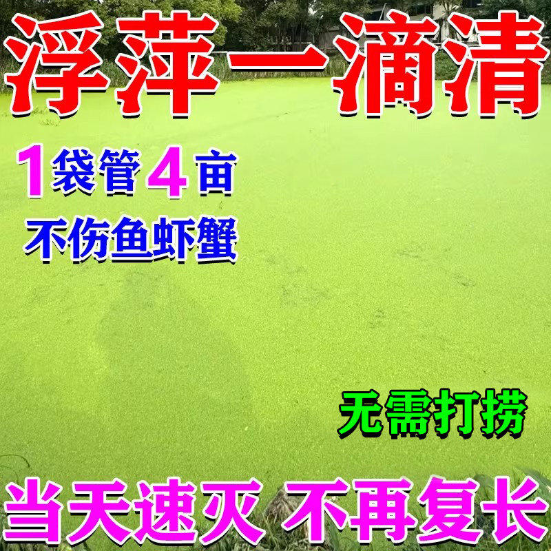 鱼池浮萍清除剂不伤鱼虾蟹免打捞一扫光除绿藻杀青苔浮萍清理神器