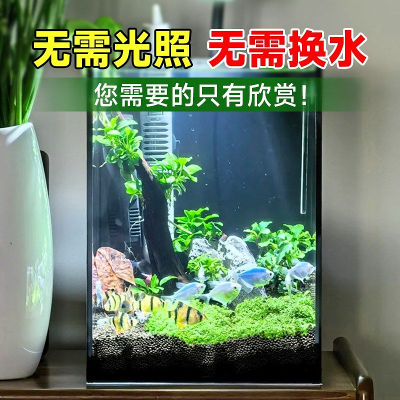 小鱼缸水草鱼缸制氧浮萍水草净化水质水草养鱼水榕活水草植物