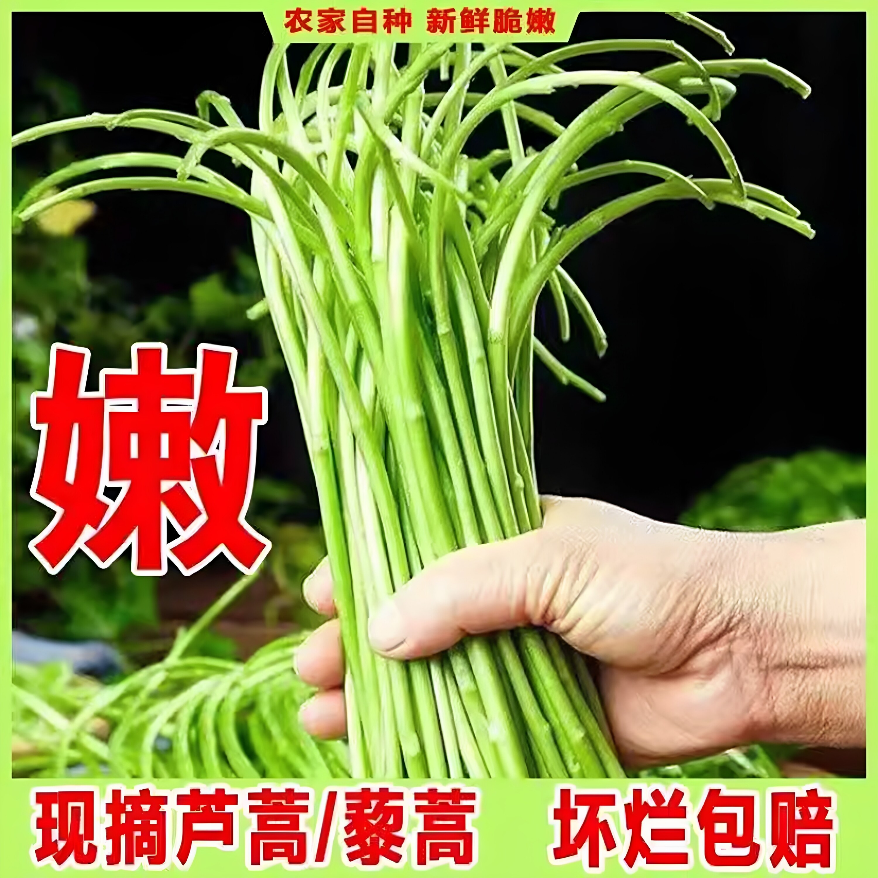 江西鄱阳湖藜蒿现割发货芦蒿藜蒿有机蔬菜当季野菜新鲜现摘黎蒿