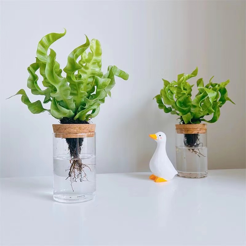 水培植物火焰鸟巢蕨办公室内电脑桌面绿植花卉盆栽植物好养吸甲醛